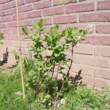 Kako izračunati udaljenost pri sadnji orlovi nokti